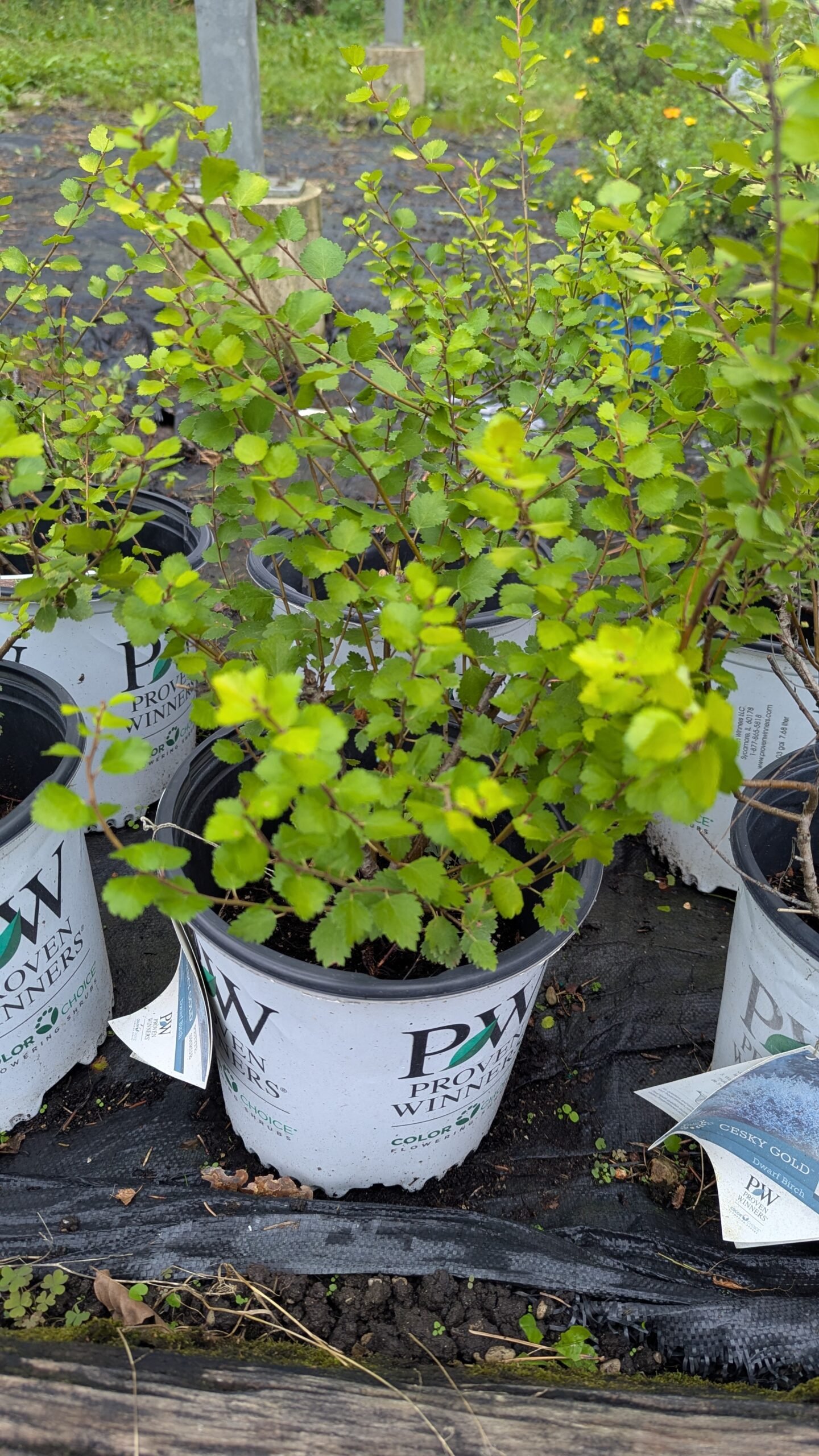 Betula Ceski Gold