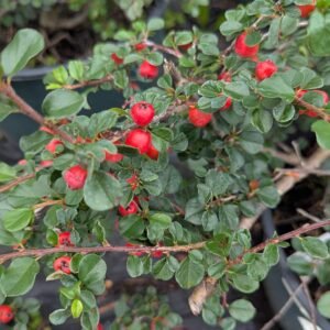 Cotoneaster Apiculatus 'Cranberry Cotoneaster
