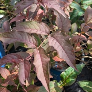 Diervilla Splendens 'El Madrigal'
