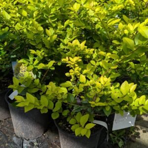 Ligustrum x vicaryi KCLx1