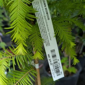 Metasequoia Glyptostroboides 'Schirmann'S Nordlicht'