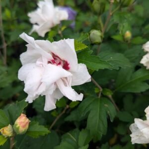 Hibiscus syriacus Blushing Bride