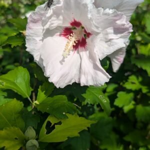 Hibiscus Syriacus 'Helene'