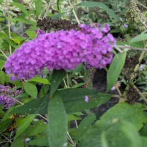 Buddleia Davidii 'Royal Falls'