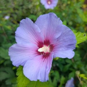 Hibiscus Syriacus 'Pw Dvpazurri'