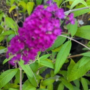 Buddleia x 'Wg Monarch Queen Of Hearts'