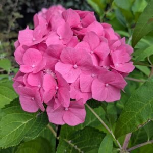 Hydrangea Mac. Onyx® Peacock (Zulu)