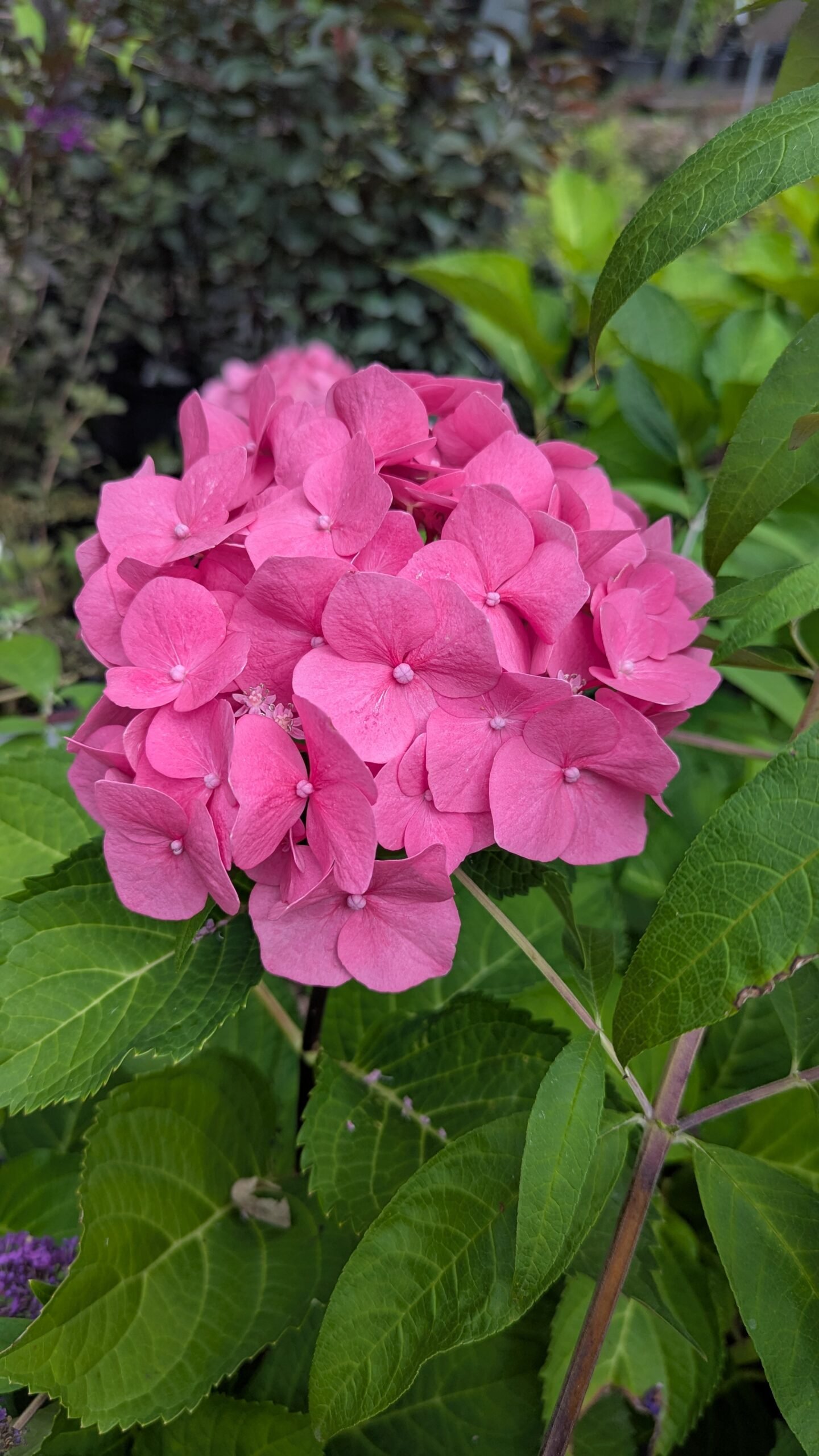 Hydrangea Mac. Onyx® Peacock (Zulu)