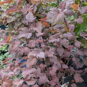Physocarpus Opulifolius 'Be N5'