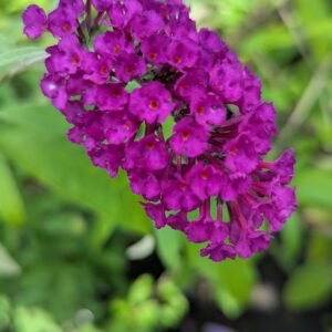Buddleia Davidii 'Royal Red'