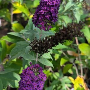 Buddleia x 'Wg Monarch Dark Dynasty'