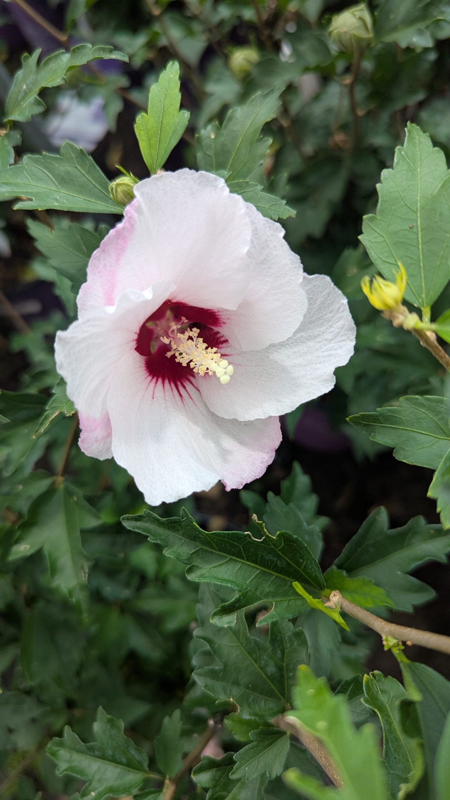 Hibiscus syriacus Minspot - Image 2