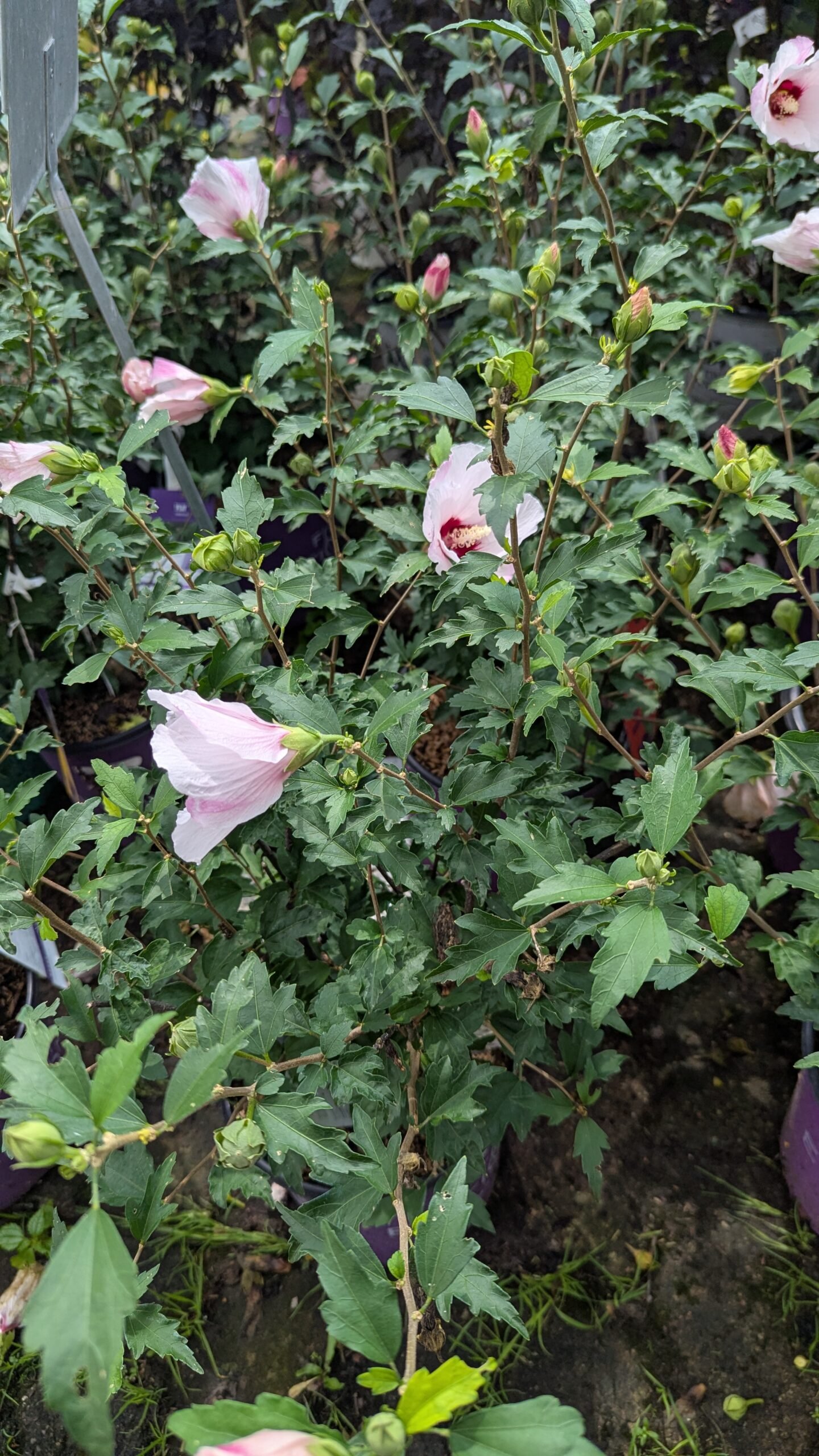 Hibiscus syriacus Minspot - Image 3