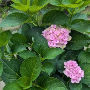 Hydrangea Mac. Hokomathyst