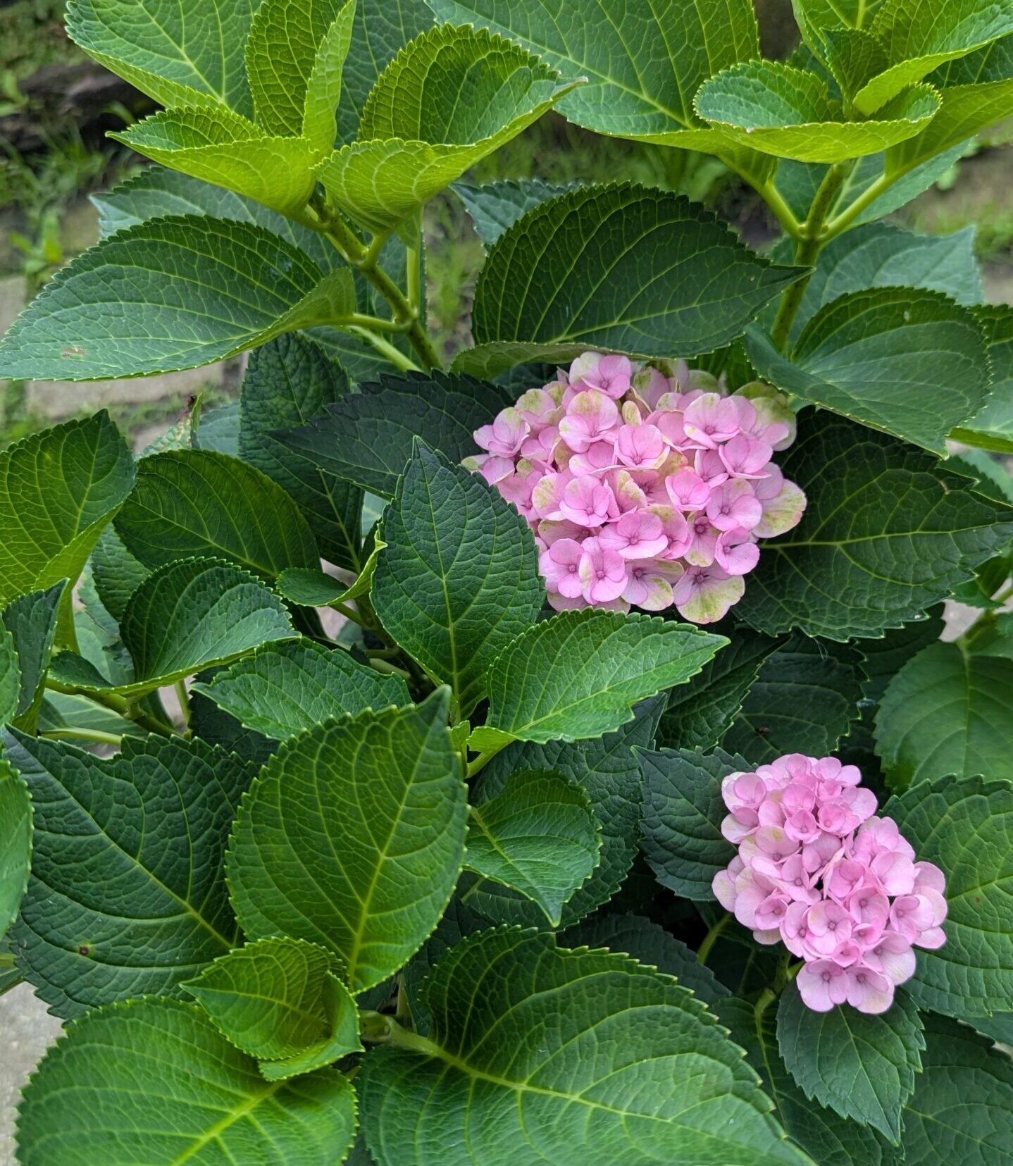 Hydrangea Mac. Hokomathyst