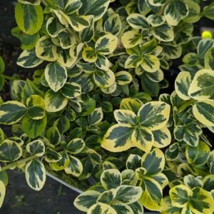 Euonymus fortunei Gold Splash