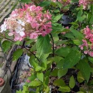 Hydrangea pan. DVPinky