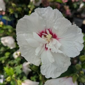 Hibiscus syriacus Minfren