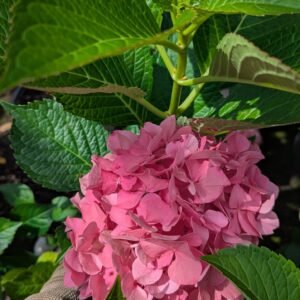 Hydrangea Mac. Glowing Embers