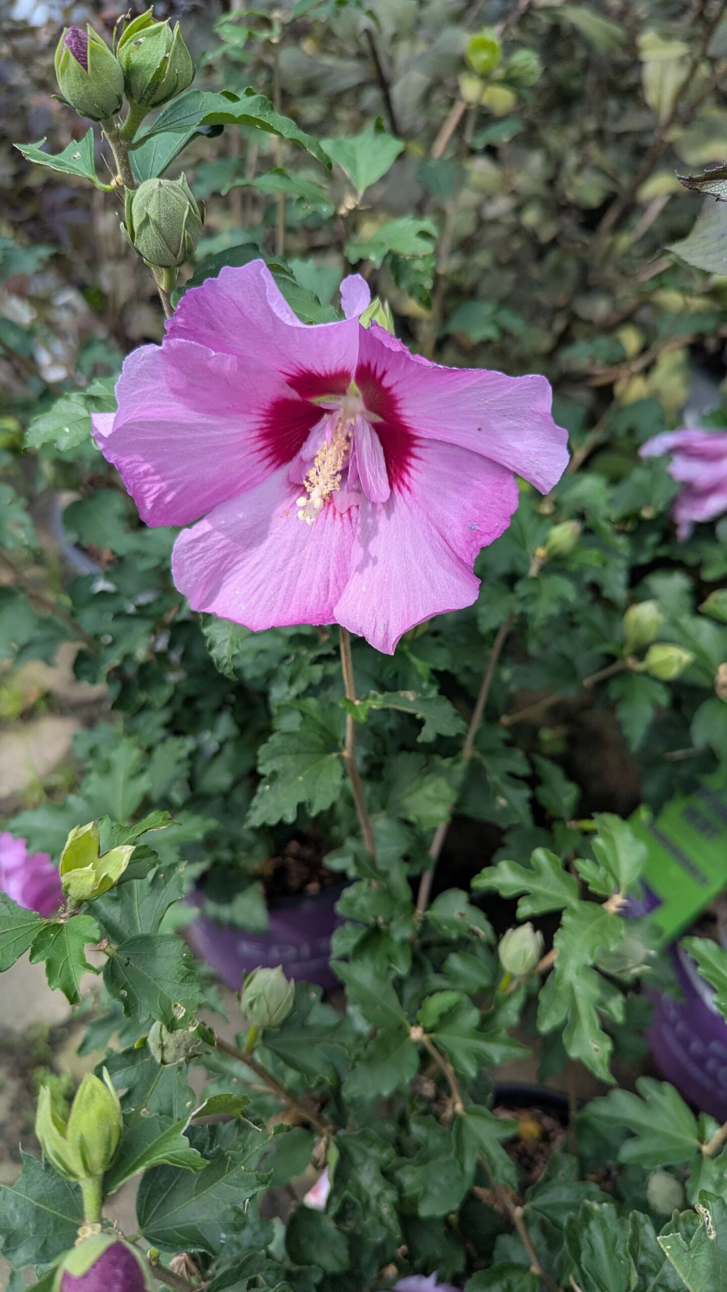 Hibiscus syriacus Mineru - Image 2