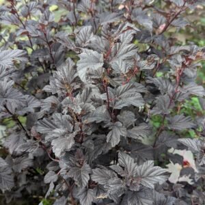 Physocarpus opulifolius Seward PP#14821