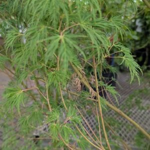 Acer Palmatum 'Seiryu'