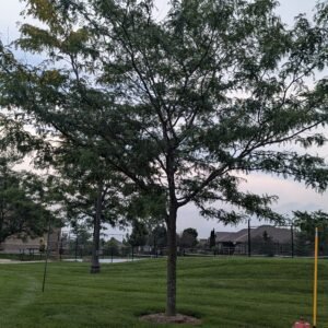Gleditsia Triacanthos Var. Inermis 'Shademaster'