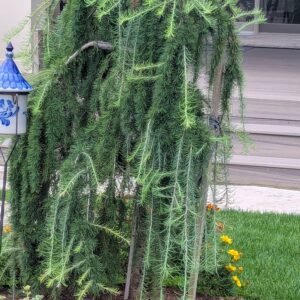 Larix Decidua 'Pendula' Top-Graft Std Ppd Order Limited [Wl]