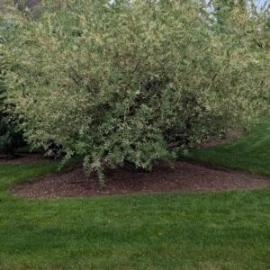 Salix Intergra Thung. 'Hakuro Nishiki'