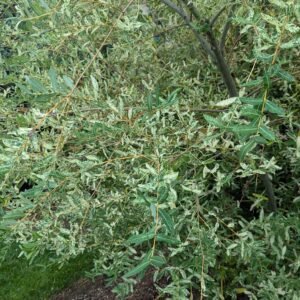 Salix intergra Thung. Hakuro Nishiki