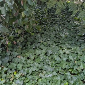 Hedera Helix 'Baltica'
