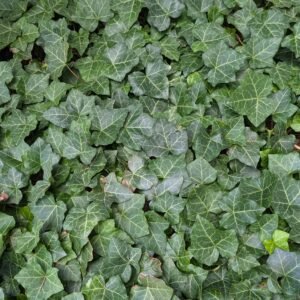Hedera Helix 'Baltica'