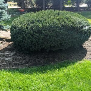 Taxus x Media 'Densiformis'