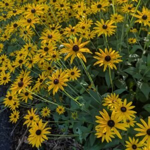 Rudbeckia Fulgida 'Goldsturm'