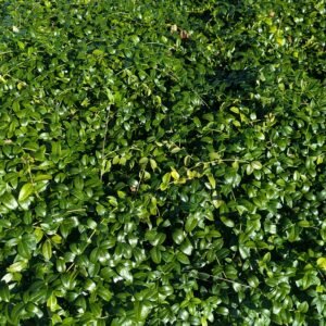 Vinca Hybrid Ssp Periwinkle Groundcover