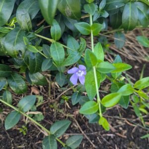 Vinca Hybrid Ssp Periwinkle Groundcover