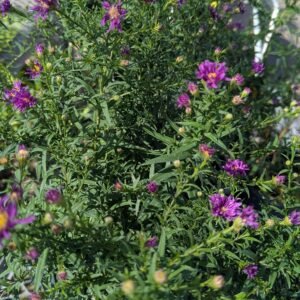 Aster Novi-Belgii 'Island Tonga'