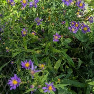 Aster Novi-Belgii 'Island Samoa'