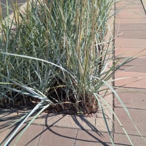 Elymus Arenarius 'Blue Dune'