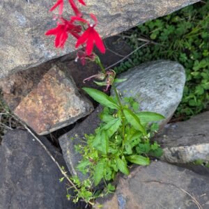Lobelia Cardinalis