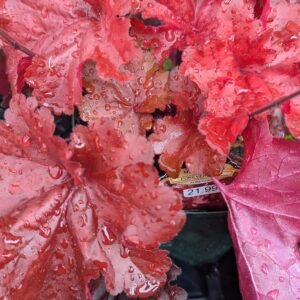 Heuchera x 'Forever Tnheufr'