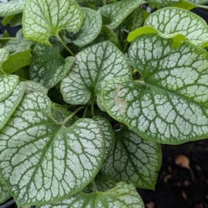 Brunnera Macrophylla 'Jack Frost'