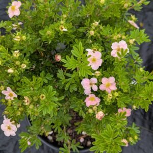 Potentilla fruiticosa Pink Beauty