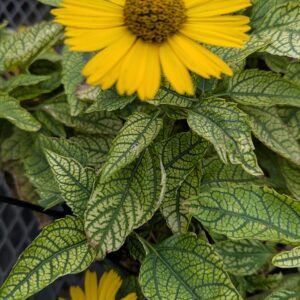 Heliopsis Helianthoides 'Sunstruck'