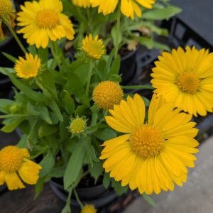 Gaillardia x Grandiflora 'Mesa Yellow'
