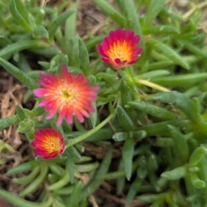 Delosperma Cooperi 'Jewel Of Desert Ruby'