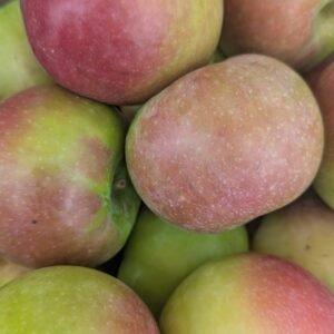Malus Pumila 'Mcintosh'