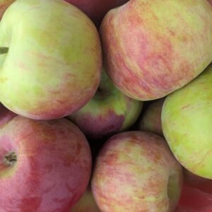 Malus Pumila 'Cortland'