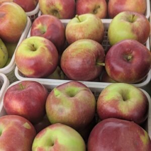 Malus Pumila 'Spartan'