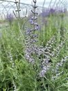 Perovskia Atriplicifolia 'Pw Denim 'N' Lace'